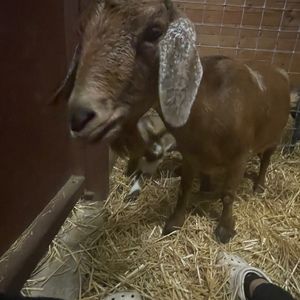 Meet your Posher, Brooke